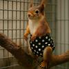 Absorbent Squirrel Diapers Adjustable Squirrel Underwear Small Pet Diapers  Potty Training
