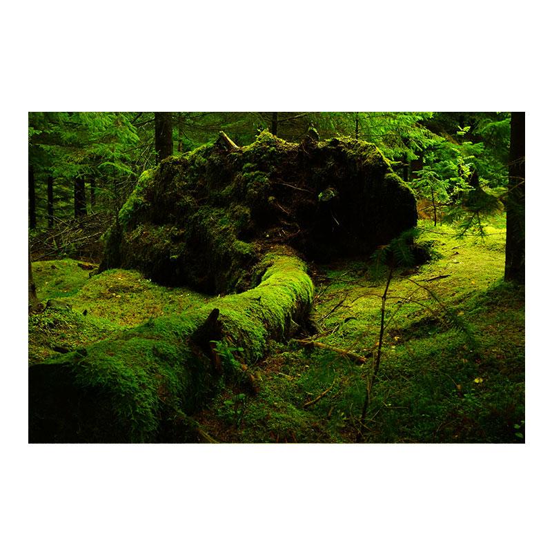 Натуральный зеленый лес свежий мох холст картины настенное искусство зеленое дерево растение искусство постеры и принты для декора гостиной без рамки