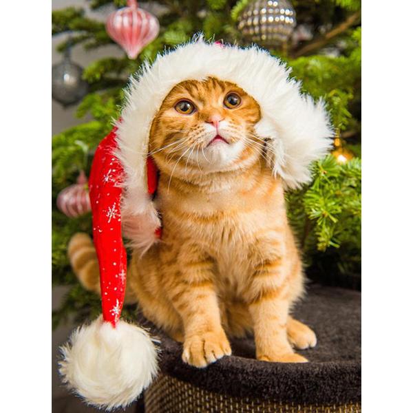 5D алмазная живопись животное кошка Алмазная вышивка Рождественский кот вышивка крестиком горный хрусталь картина мозаика набор Рождественский домашний декор