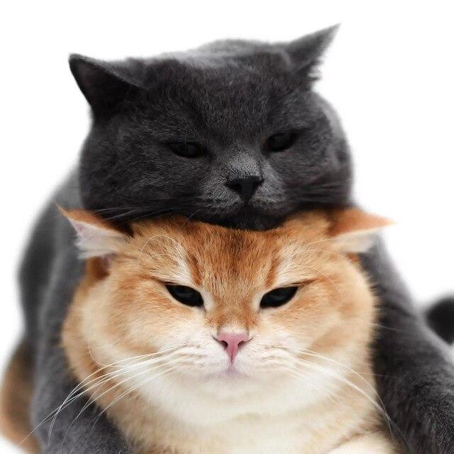 5d Diy Алмазная картина Мандала Алмазная вышивка Крестиком Цветочные картинки Стразы Мозаика Decortion