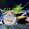 Stainless Steel Fish Tank Fish Nets Long Handle Shrimp Net Practical Goldfish Net  Cleaning