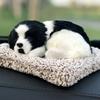 TASINO Dog Plush Toy Figurine Border Collie 16 X 18 Cm Puppy Realistic Cute Lifelike Car Deodorizer