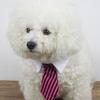 Питомец Собака Щенок Вечеринка Свадьба Регулируемый Полосатый Ошейник для Груминга Галстук-бабочка