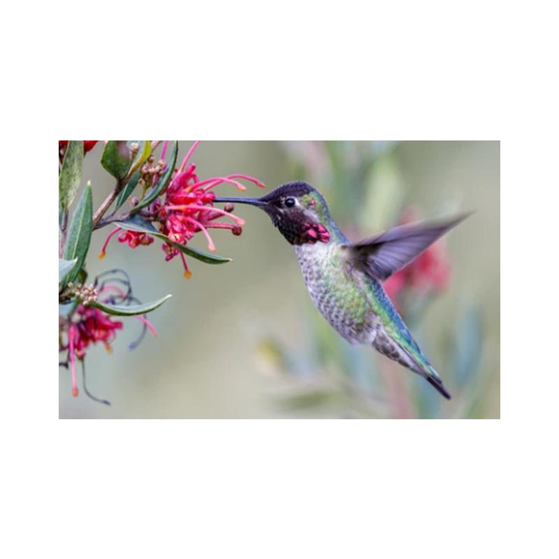 Плакаты и принты с колибри, картина на холсте, птицы, животные, куадрос, настенные художественные картины для гостиной, современный домашний декор, без рамки