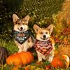 Xuniea 12 Pieces Fall Dog Bandanas Thanksgiving Day Bandanas for Dogs Maple Leaf Pumpkin Patterned Autumn Pet Triangle Kerchief Scarf Bibs for Small