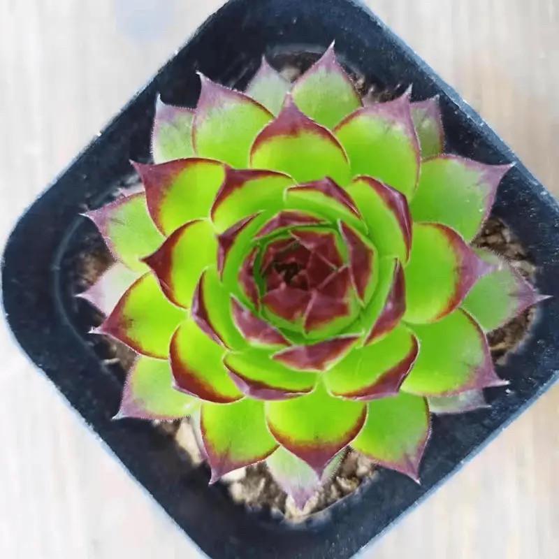 Guanyin Lotus Succulent: Large Indoor Bonsai with Pot, Easy-Care, Old Trunk Style, Soil Included