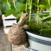 Tortoise Figurine Resin Turtle Statue Flower Pot Hanger Planter Edge Decor Mini