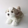 Ninian and Kino Plush Realistic Lying Approximately 40cm Long Dog, Down, (Shih Tzu)
