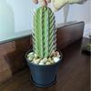 3DPrinted Cactus Toothpick Dispenser House Plant,3D Printed Cactus Toothpick Holder,for People Who Can't Keep Plants Alive Decor