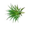 Mini Flocking Artificial Succulent Bonsai for DIY Wall Decor