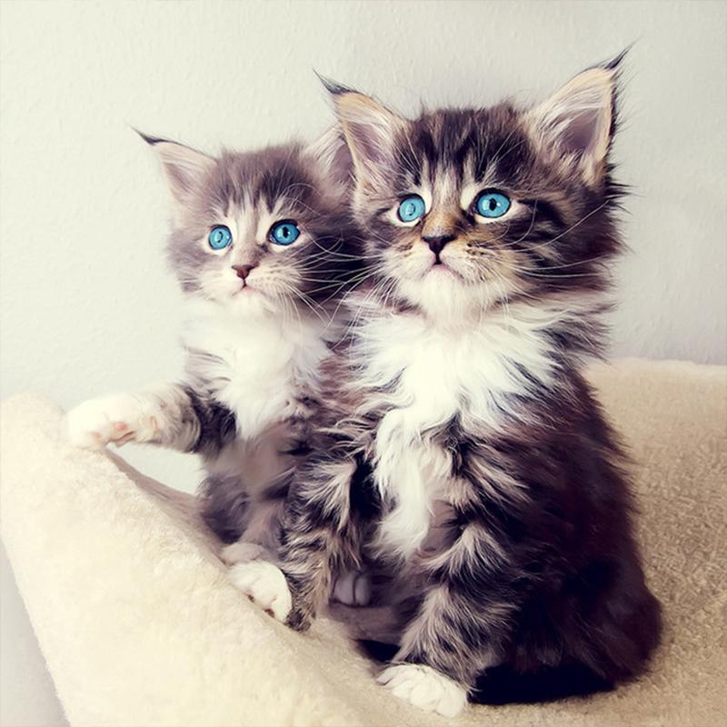 Полная дрель круглая/квадратная алмазная живопись кошка 5D DIY Алмазная вышивка животное мозаика вышивка крестиком настенное искусство подарок ручной работы