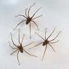 Punk Spider Earrings Hiphop Spider Ear Stud Earrings Fashion Stud Earrings  Cosplay