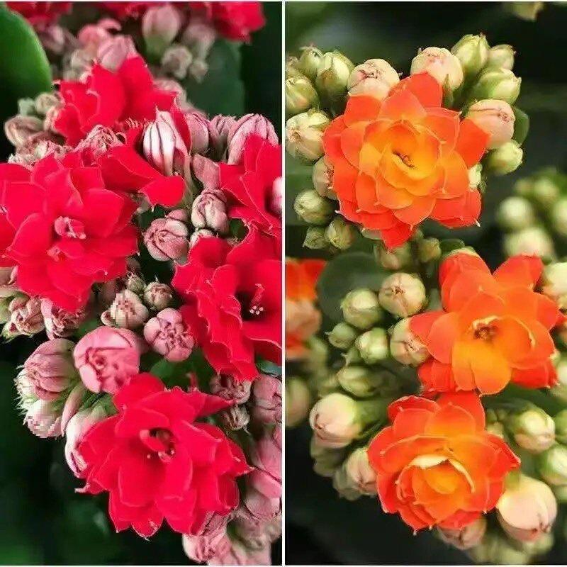 [Kalanchoe Double Petal] Four-Season Blooms Potted Plant for Indoor Balcony with Buds