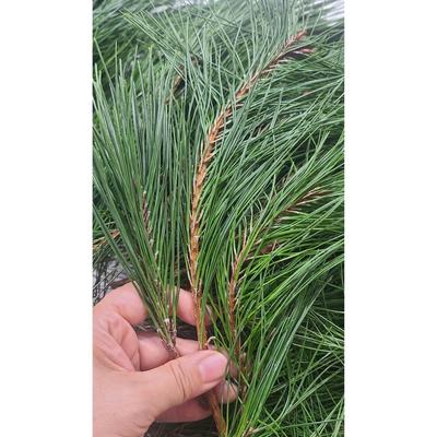 Сосновые ветки, сосновые иголки, 300 г, сырые побеги хвои, чай, натуральный продукт, отечественное производство, местные виды