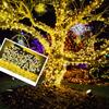 Solar-powered LED String Lights, 50m, 500 Bulbs, Waterproof, Suitable for Indoor and Outdoor Use, Christmas Decorations, Available In 4 Colors, Dark