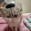 1 шт. шлем Space Cat - дышащий регулируемый прозрачный намордник для груминга, противооблизывающий чехол для головы, идеально подходит для инструмента для груминга домашних животных