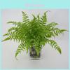 Набор декоративных растений из искусственного папоротника орляка (Pteridium Aquilinum Var Latiusculum) с реалистичной текстурой листьев для садовой фотографии и домашнего декора