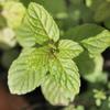 Peppermint Vegetable Seeds for the Garden 0.1g