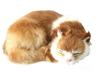 DOUDOO Cat Plush Toy, Realistic, Lying Down, Looks Just Like the Real Cat, Figurine, Room Decoration, Interior Decoration #4