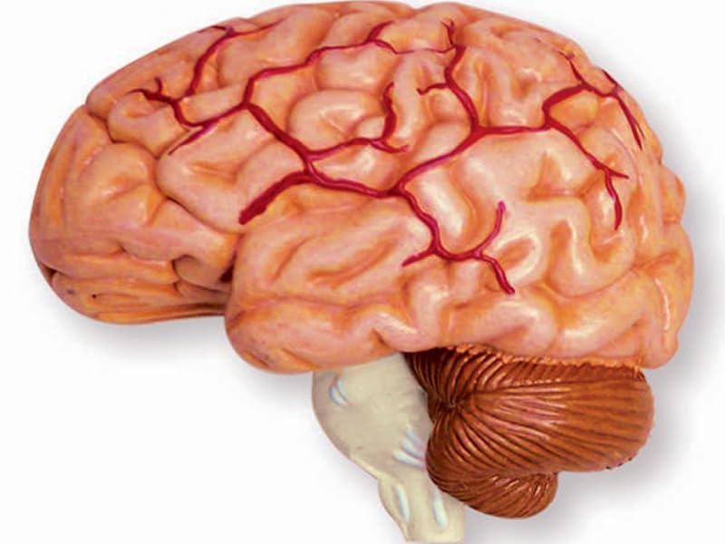 4D Puzzle Human Anatomy Model, Cranial Nerve Skull, 626005, Fame Master, 4D Master Educational Toy, STEM