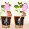 Tulip Plant Watering Globes Planter Insert Self Watering Bulbs Clear Tulip Automatic Watering Spikes for Indoor Outdoor Plants