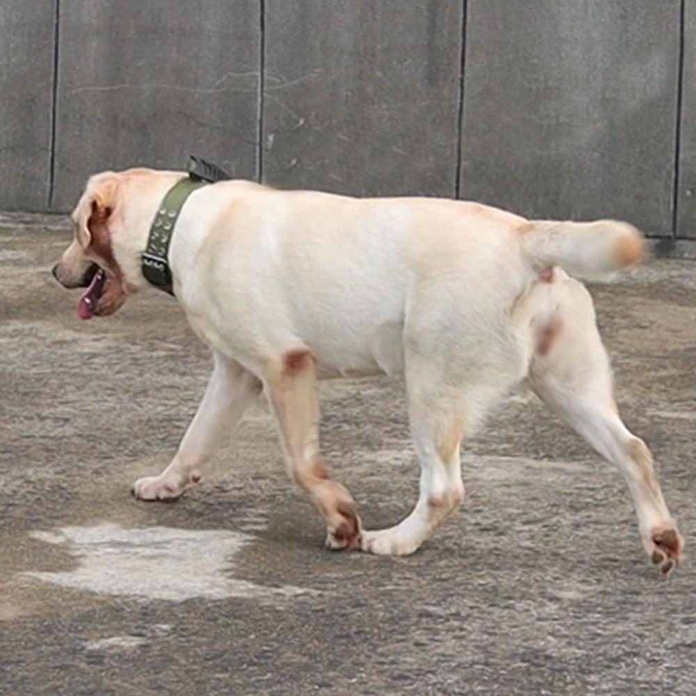 Светоотражающий ошейник для собак Прочные ошейники для средних и крупных собак Прочные нейлоновые ошейники для собак с ручкой Нержавеющая фурнитура Военный тактический ошейник для домашних животных