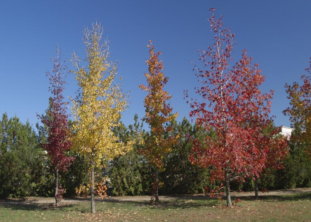 SAFLAX American Sweet Gum - 100 семян - Liquidamber styraciflua