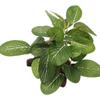 Simulated Faux for Fish Tank Decor Aquarium Plants Ficus Tree Artificial Plants Turtle Jar Ornament