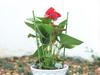 Ring Support 60Cm (100) Gab_A