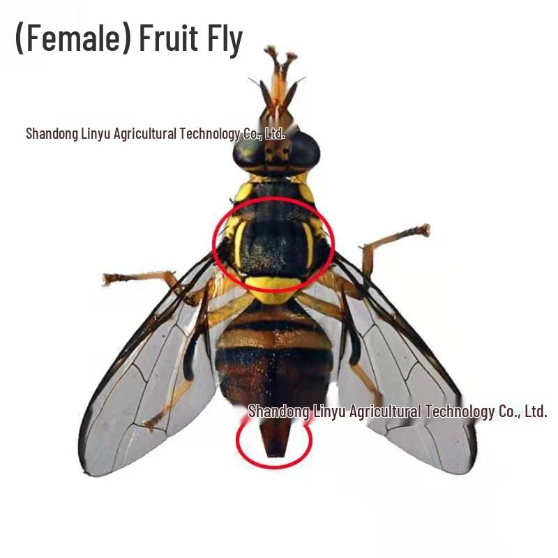 Bee and Fly Attractant Sticky Citrus Trap Ball for Fruit Trees and Melon Orchards