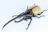 Free Research Series Creatures Hercules Beetle Plastic Model No.26