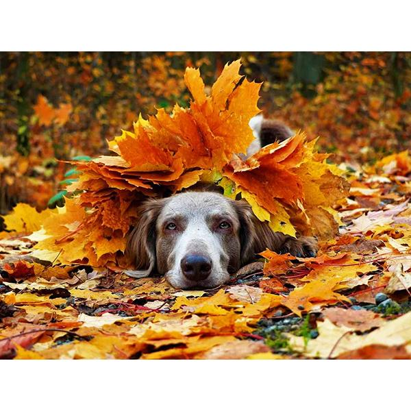 5D DIY Алмазная картина Набор Собака Осенью Искусство Алмазная вышивка Стразы Украшения для дома