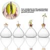 Hydroponics Seed Starter Vase Transparent Aromatherapy Bottle New Seed Growing Kit  Gift