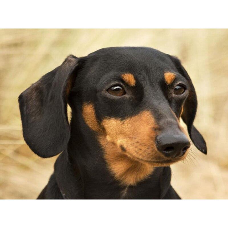 Полный 5D Алмазная картина Живая собака DIY Алмазная вышивка Алмазная мозаика Наборы для вышивки крестом Домашний декор Подарок