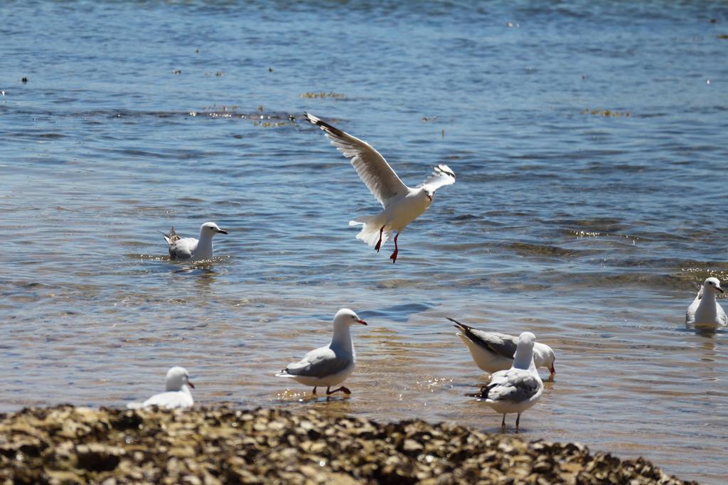 Canon Телеобъектив Canon IS STM с зумом Только для беззеркальных фотокамер Canon EF-M55-200mm F4.5-6.3 EF-M55-200ISSTM EF-M