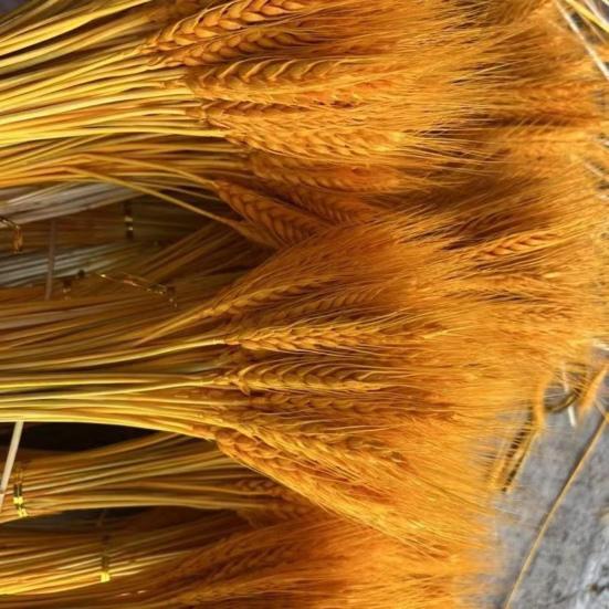 100 шт., искусственный пшеничный початок со стеблем, реалистичный, не увядающий, без полива, реквизит для свадебных фотографий, в помещении, на открытом воздухе, для дома, офиса, сада, сексуальная одежда для взрослых