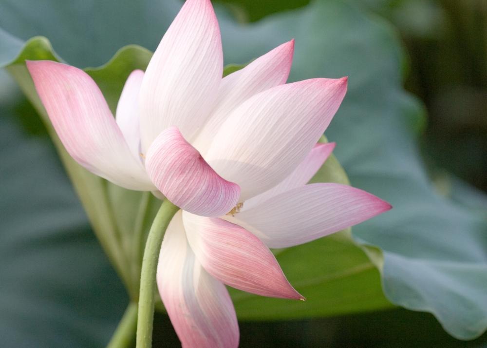 SAFLAX Garden in the Bag - Священный индийский лотос - 8 семян - С субстратом в подходящем пакете - Nelumbo nucifera