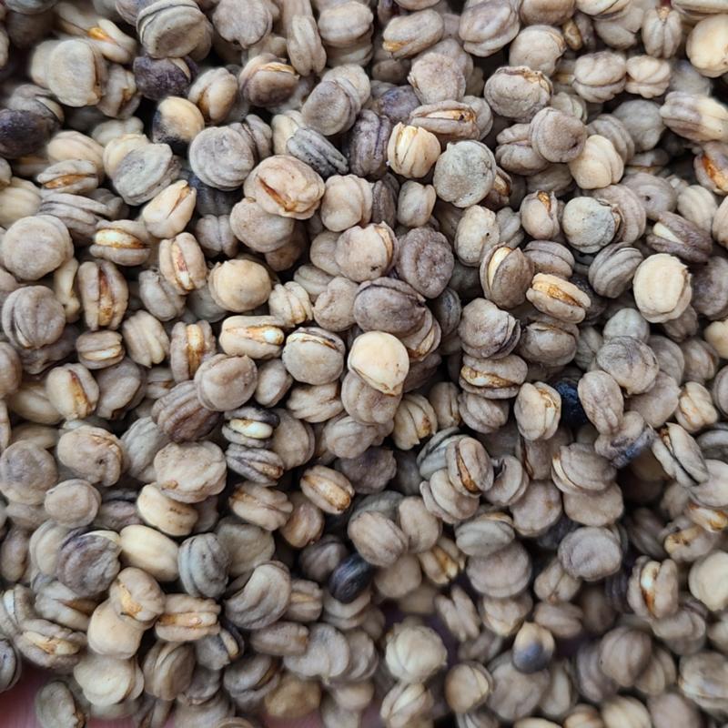 Gaegap Ginseng Seeds, Camphor Ginseng Seeds, Wild Ginseng, Wild Ginseng, Seedlings of Ginseng 1kg, 1kg, 1 Piece