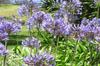 SAFLAX Лилия африканская - 50 семян - Agapanthus orientalis
