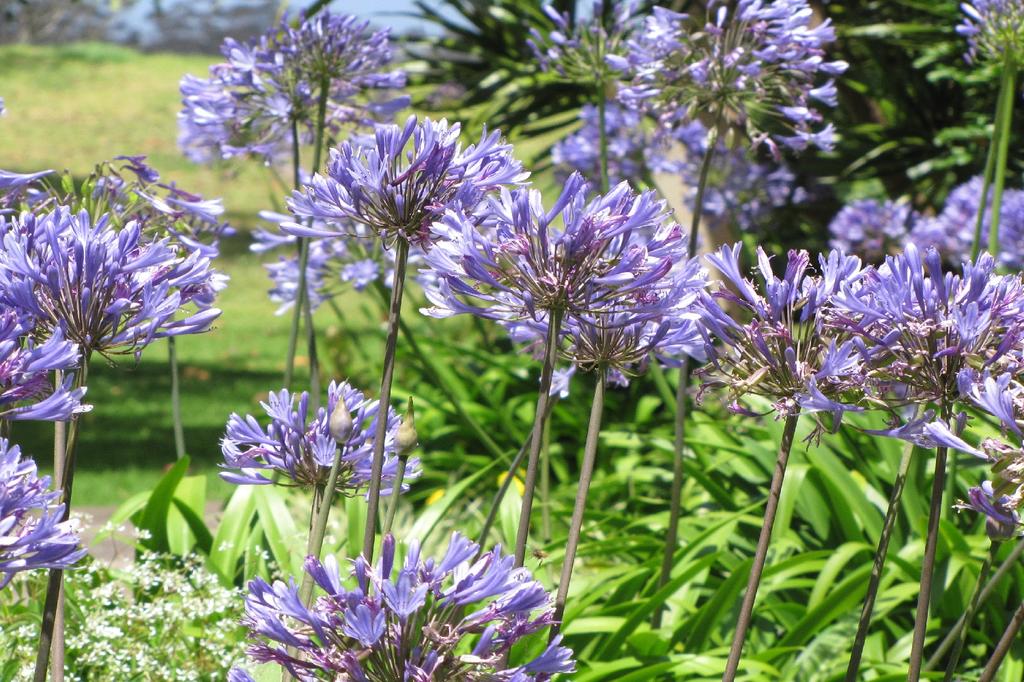 SAFLAX Лилия африканская - 50 семян - Agapanthus orientalis