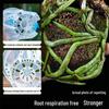 Padi Ling Transparent Root Control Orchid Pot with Tray