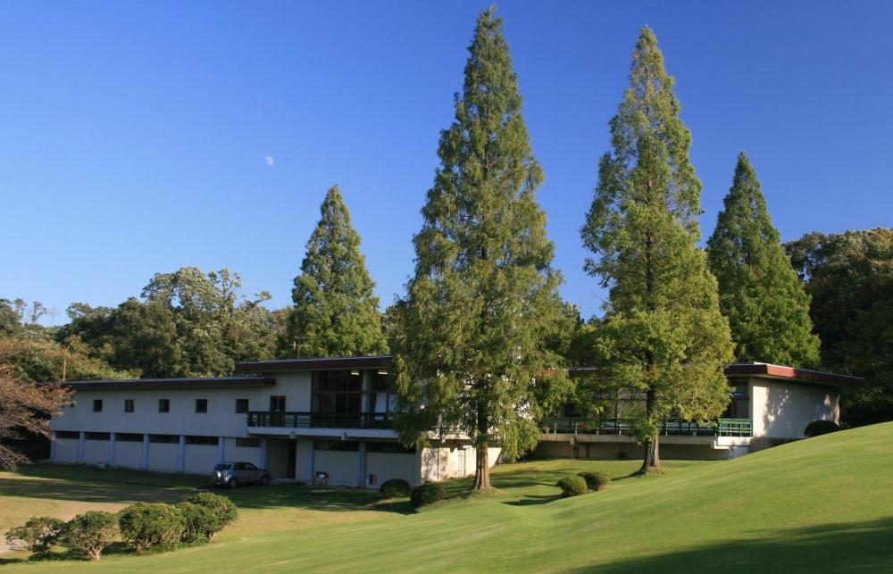 SAFLAX Dawn Redwood - 60 семян - Metasequoia glyptostroboides