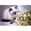Кошки DIY Алмазная картина Кошки Dimaond Вышивка Полная дрель Кошка Алмазная картина