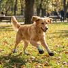4PCS Breathable Non-slip Dog Shoes Waterproof Pet Paw Protector Soft Pet Knitted Socks  Walking