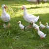 Cute Beautifully Lightweight Duck Figurines Art Craft Simulated Model Home Decor