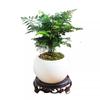 Asparagus Fern Hydroponic Bonsai for Indoor Decoration