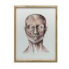 Facial Muscles - Front View (Norma Frontalis) - Anatomical Poster - Facial Muscles - Front View (Norma Frontalis) - Poster