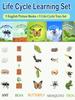 Montessori Kids English Learning Set Animals Life Cycle Toy Set With 5 English Books – Ant, Frog, Butterfly, Mosquito & Bean