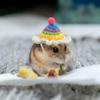 Party Clothes Accessories Mini Hamster Hats with Adjustable Strap Knitted Guinea Pig Hats