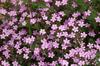 150 Montpellier Soapwort Seeds - Perennial Flowers - Reproducible Peasant Seeds - Semiwild